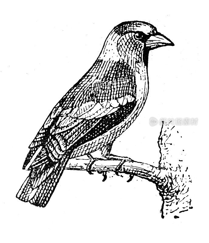 古董插图:山雀(coccothrauses coccothrauses)